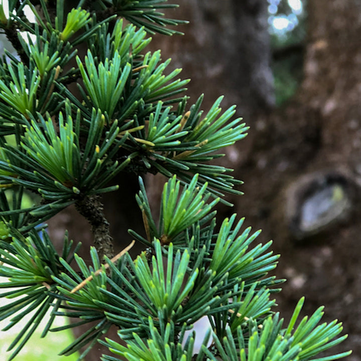 Cedar Cyprus branch